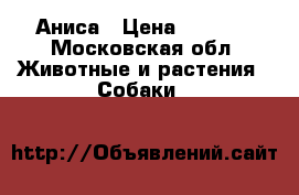 Аниса › Цена ­ 9 000 - Московская обл. Животные и растения » Собаки   
